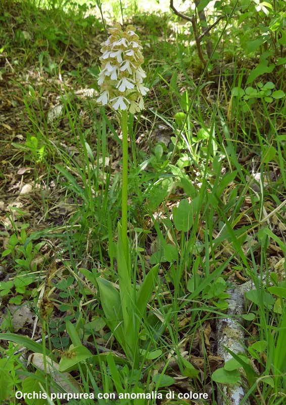 Le orchidee di Vallepietra nel Parco Naturale dei Monti Simbruini (Roma).